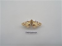 藏品(尺蛾165)的圖片